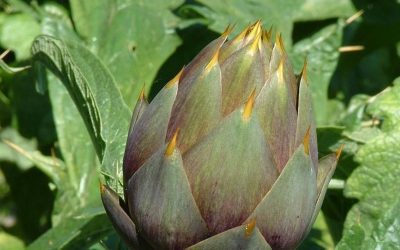 Carciofo spinoso di Menfi