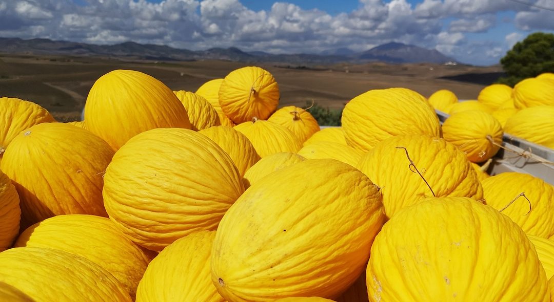 Da GAL “Valle del Belìce” la proposta di IGP per melone giallo del trapanese