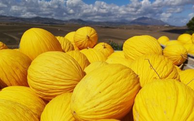 Da GAL “Valle del Belìce” la proposta di IGP per melone giallo del trapanese